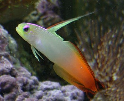 firefish.JPG