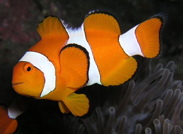 clownfish.jpg