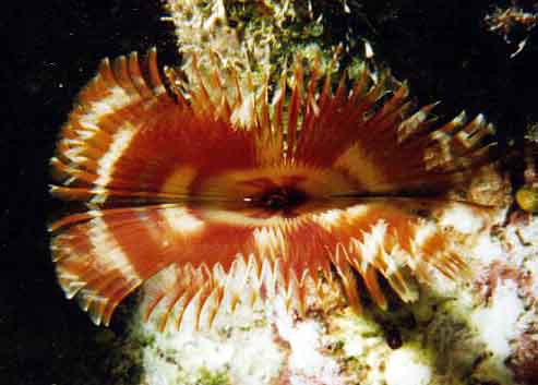 FeatherDusterWorm.jpg