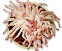 pw81091reef_anemone.jpg