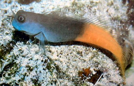 bicolor_blenny.jpg