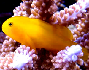 clown-goby.jpg clown-goby.jpg