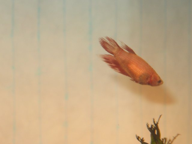 aaarockerfish 010.jpg