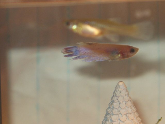 aaarockerfish 012.jpg