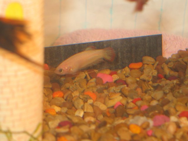 aaarockerfish 013.jpg
