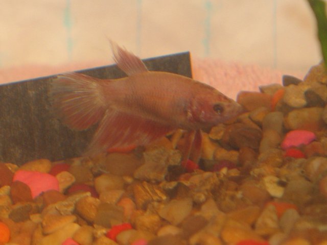 aaarockerfish 017.jpg