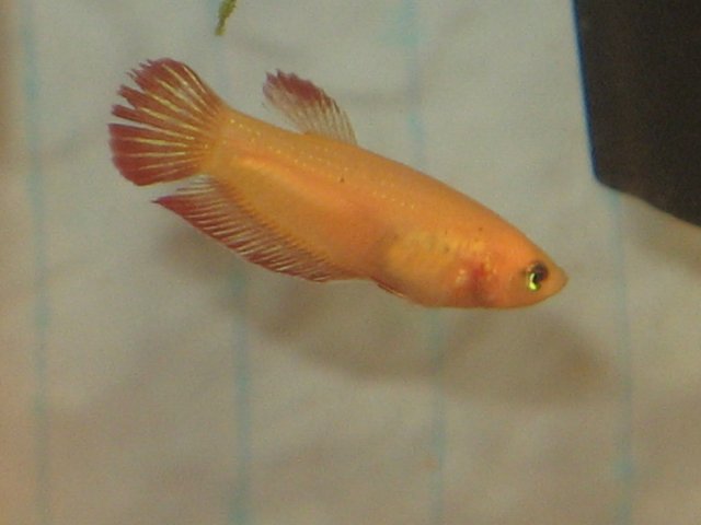 FFFISH 038.jpg