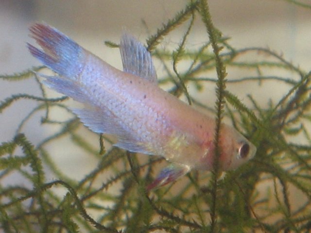 FFFISH 025.jpg
