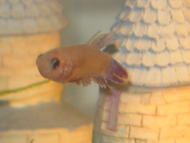 FFFISH 022.jpg