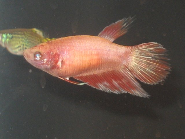 FFFISH 023.jpg