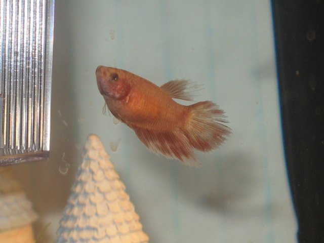 FFFISH 004.jpg