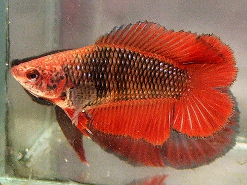 Black Orange DT Female.jpg