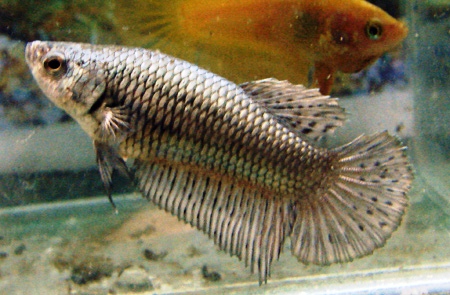 Copper Female.jpg