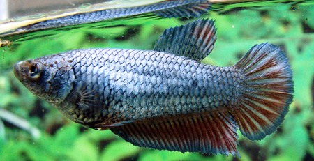 Copper Red SD Female.jpg