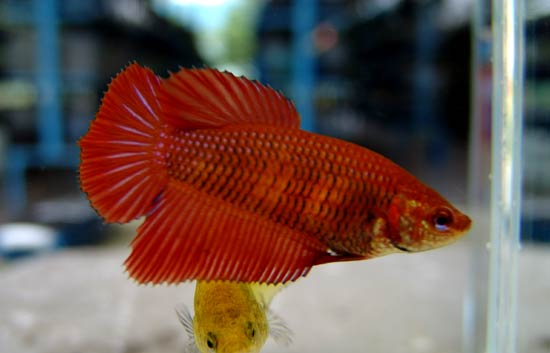 Dark Red Female 2.jpg