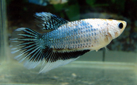 Fancy Blue Monster Female.jpg