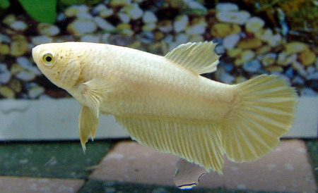 Gold SD Female.jpg