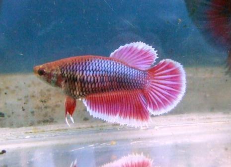 Purple BF HM Female.jpg