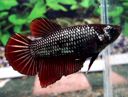 Red Dragon Female 4.jpg