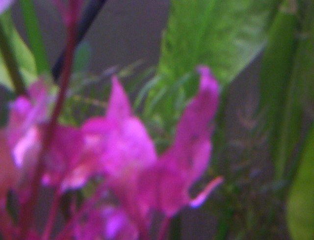 fishtanks 077.jpg