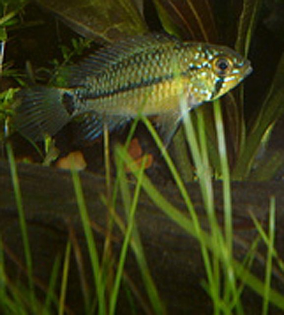Apistogramma1.jpg