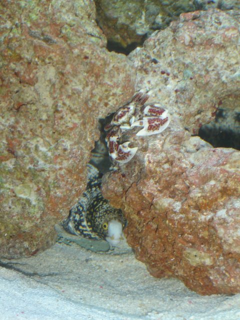 Eel & Crab.JPG