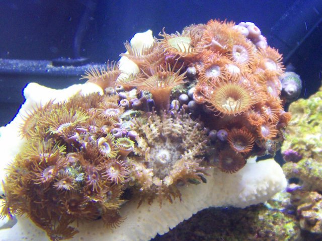 April Aquarium 001.jpg April Aquarium 001.jpg