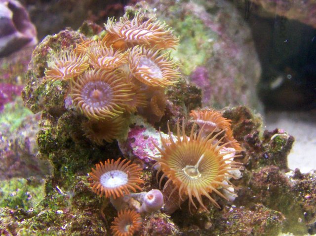 April Aquarium 004.jpg April Aquarium 004.jpg
