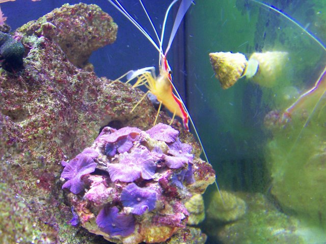 April Aquarium 006.jpg April Aquarium 006.jpg