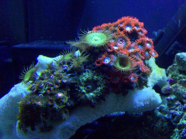 April Aquarium 010.jpg April Aquarium 010.jpg