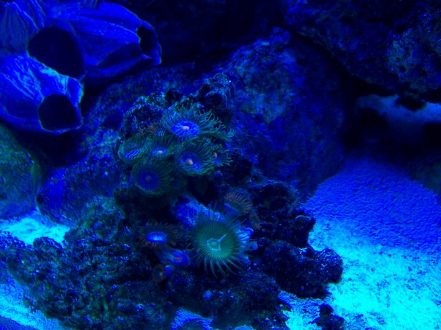 April Aquarium 011.jpg April Aquarium 011.jpg