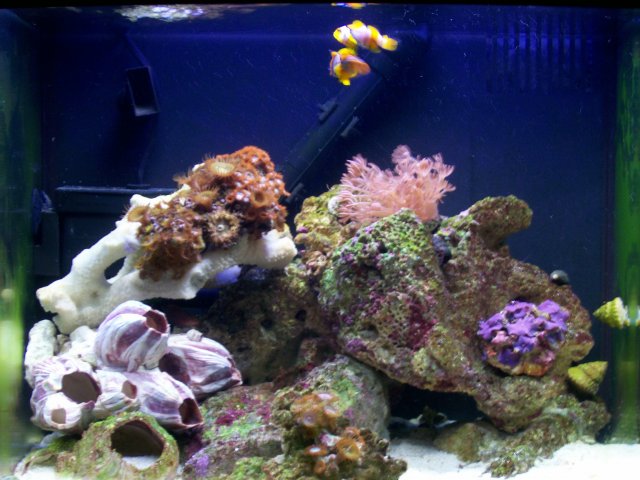 April Aquarium 024.jpg April Aquarium 024.jpg
