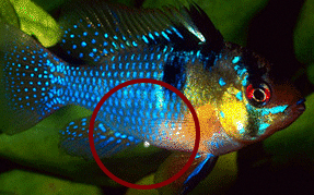 blue ram mage222.gif