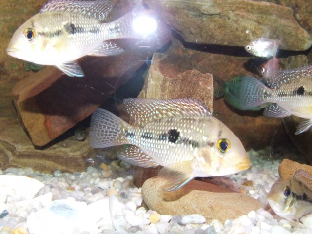unknown cichlid.JPG
