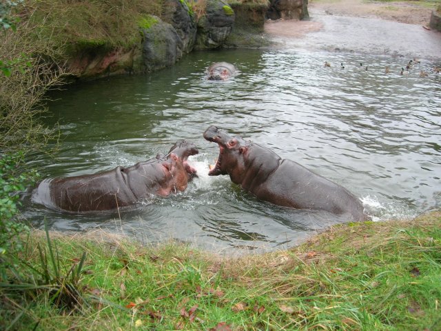 HIPPOS1.jpg