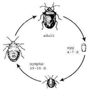 Black_Bug Life-Cycle.jpg
