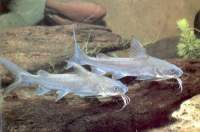 salmontail_catfish_sml.jpg
