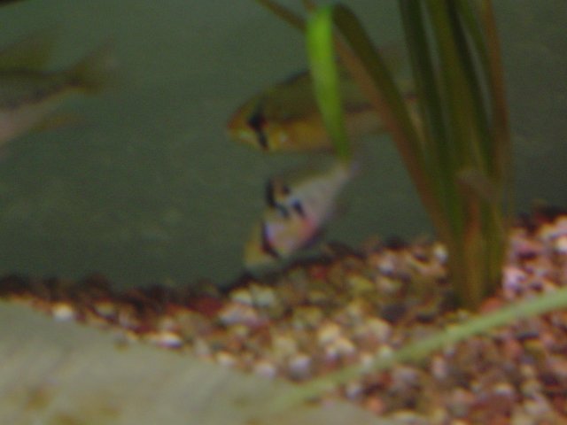 Fish Tank-4.jpg