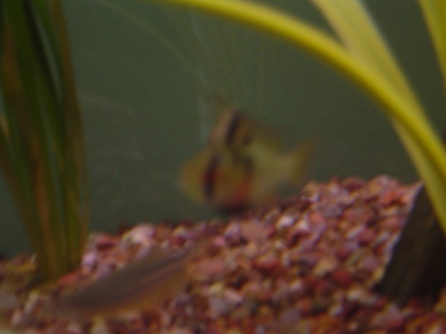 Fish Tank-1.jpg