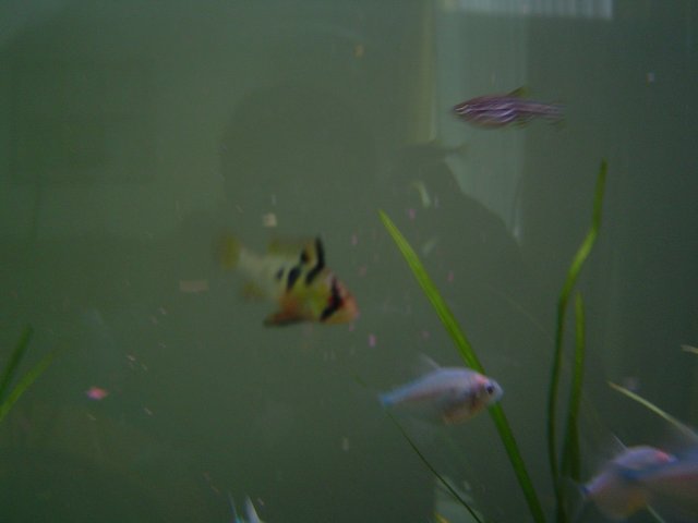 Fish Tank-2.jpg