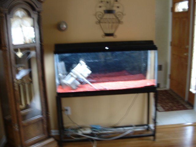 fish pics 006.jpg fish pics 006.jpg