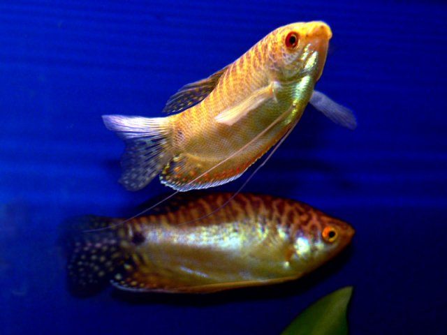 Gold-gourami.jpg