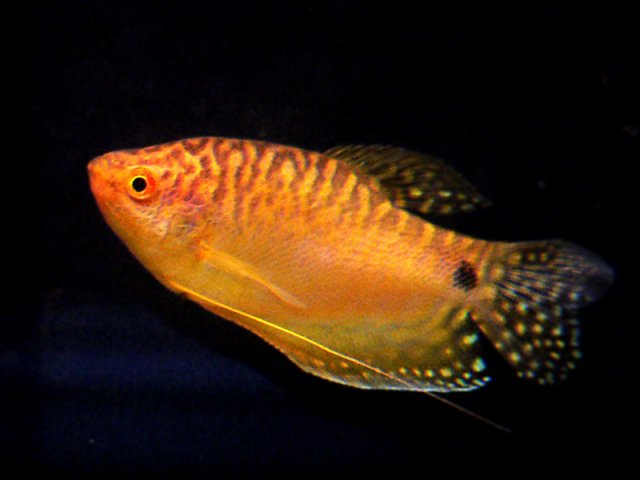 Gold-gourami-2.jpg