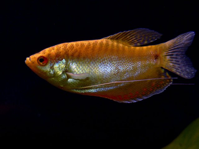 Gold-gourami-3.jpg