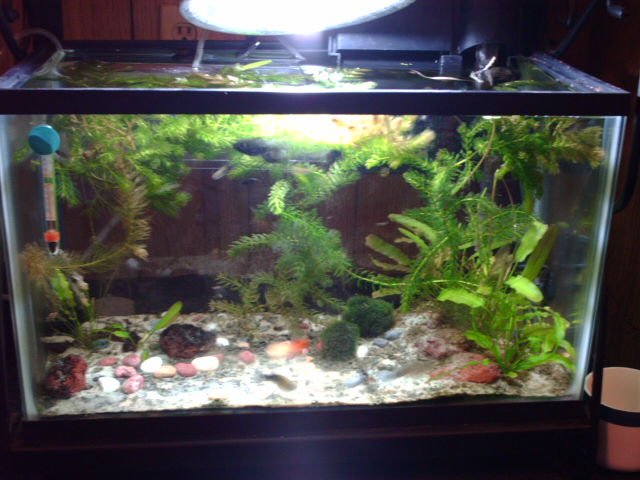 3-30-07 10 Gallon.JPG 3-30-07 10 Gallon.JPG