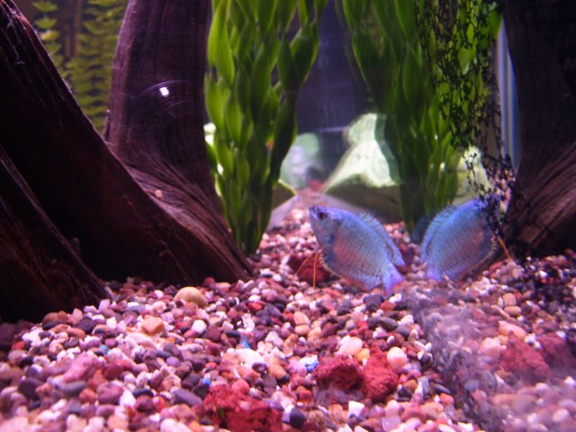 100_0253.jpg 100_0253.jpg