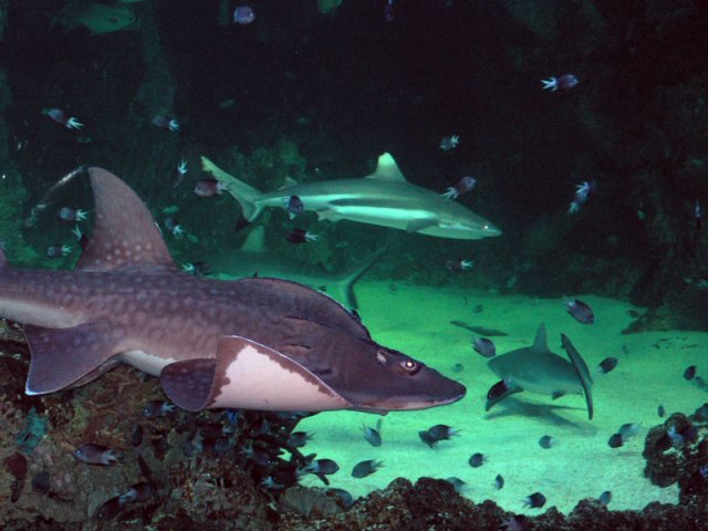 Sydney-Aquarium-5.jpg