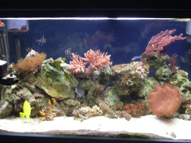 tank April 021.jpg
