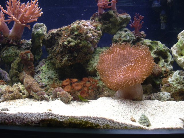 tank April 018.jpg