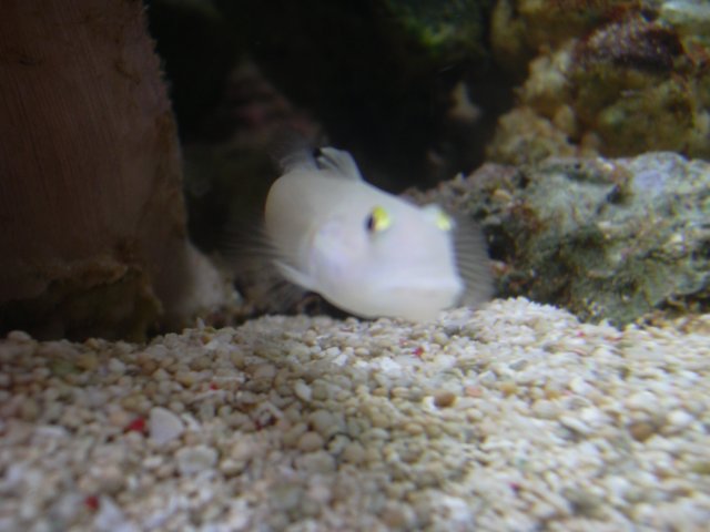 tank April 031.jpg